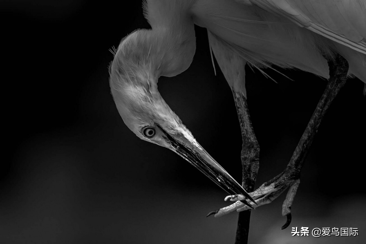 观鸟大年作品集,观鸟大年完整版