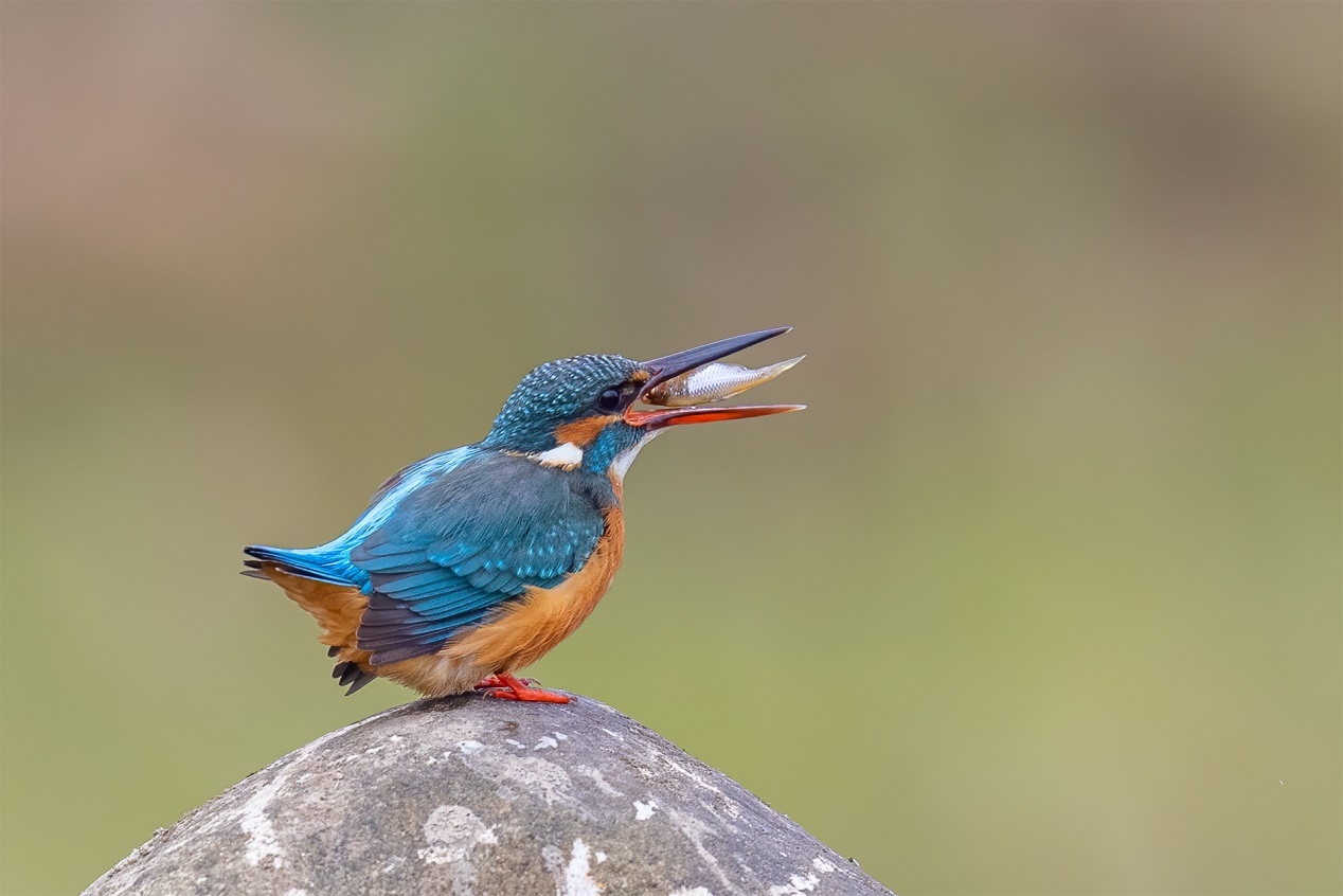 佳能r5和r5哪个更适合拍鸟,佳能eosr5适合拍鸟吗