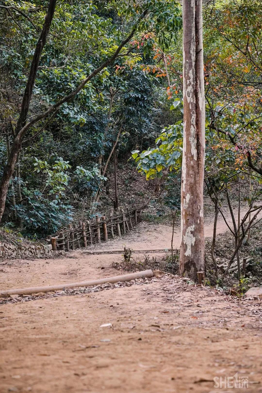 深圳原始登山道视频,深圳首个手工木栈道