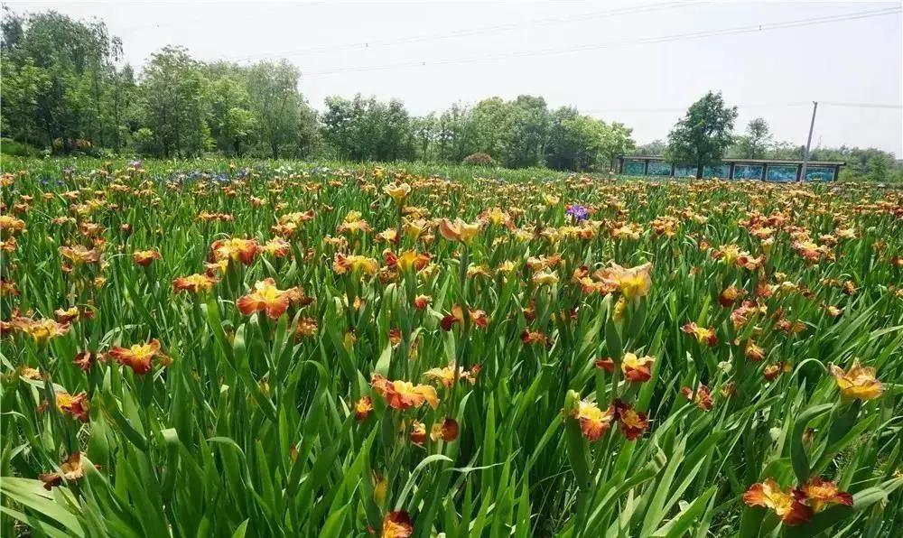 美美美!余杭七大花海组团来袭,遍地繁花好似人间仙境