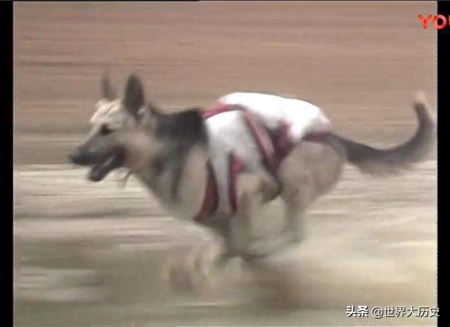 杨戬的哮天犬是中华田园犬吗,杨戬的哮天犬是什么来历