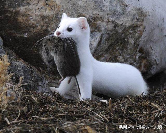 世界上十大很少见到的动物,世界上最受欢迎的动物排行榜