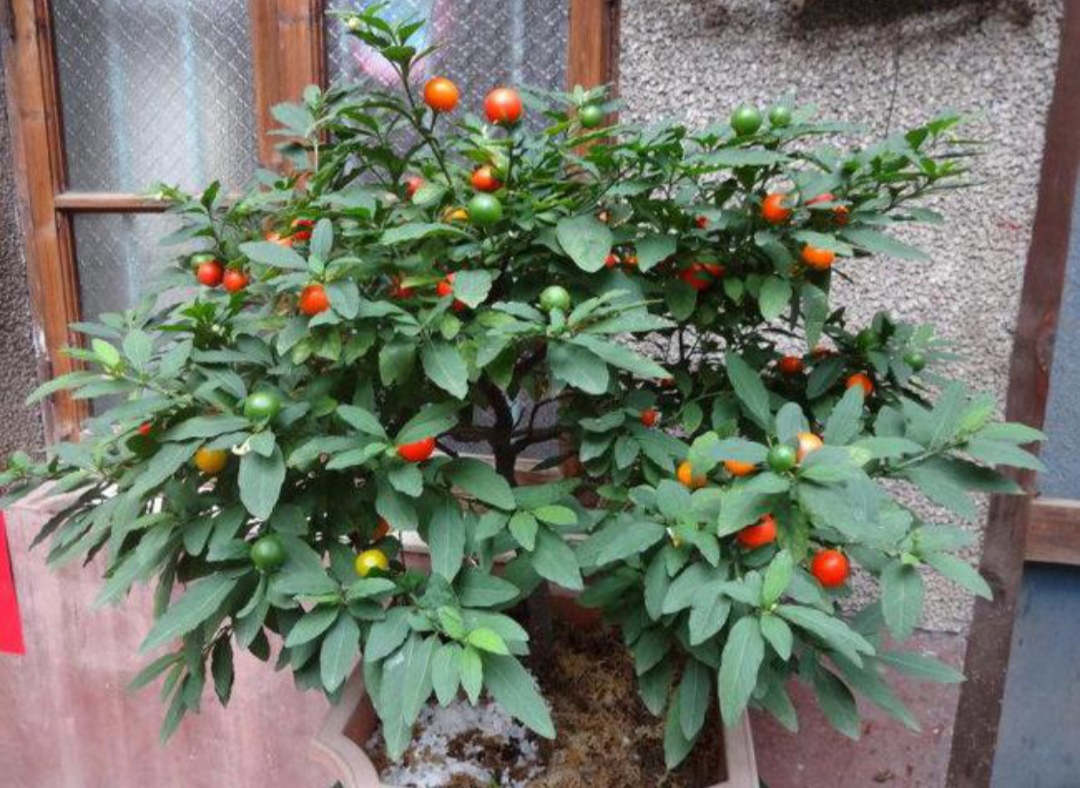 100种最毒的毒花,20种有毒的大毒花