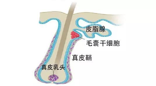 秃顶这件事就过不去了？两项新研究为治疗脱发带来新希望