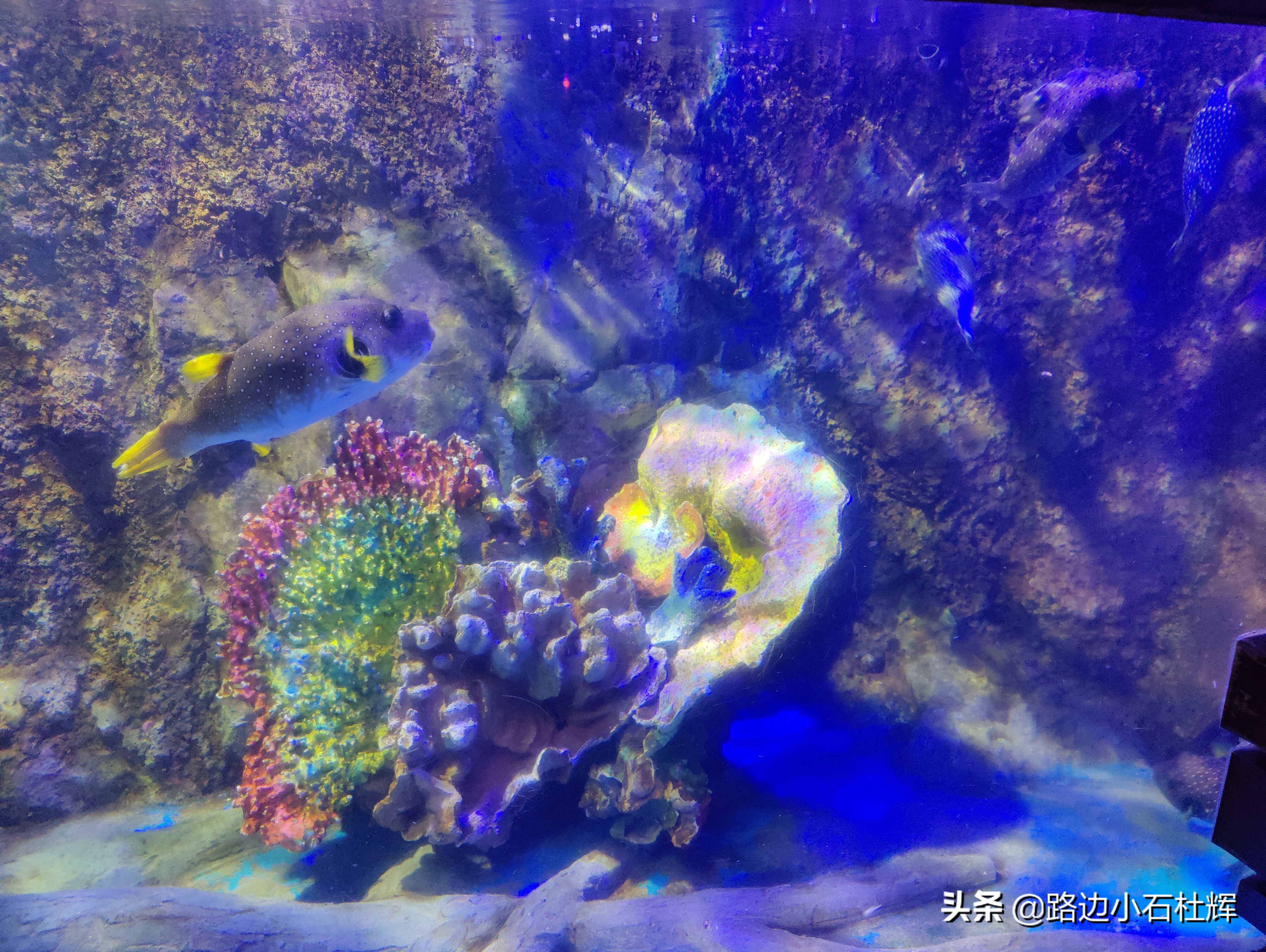 北京海洋馆海底世界游玩攻略,海洋馆北京海底世界游玩路线