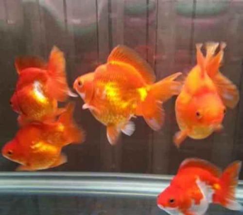 鱼缸很多气泡能养鱼吗,新开缸鱼缸有腥味