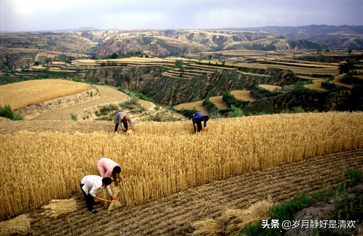 芒种时节是小麦收割时节,芒种麦收完整版