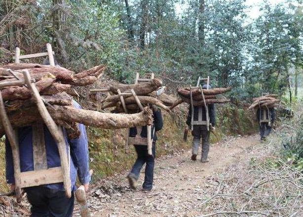 葛根:泰国禁止出口,日本返销中国,在国内是“长寿之乡”的特产