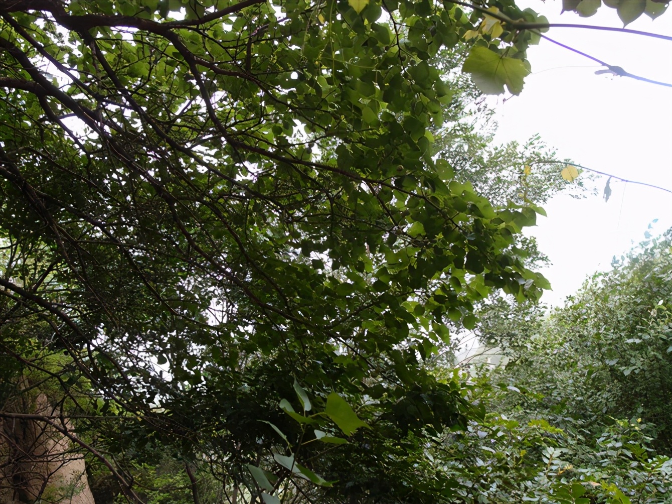 八达岭动物园观看老虎,八达岭动物园游玩