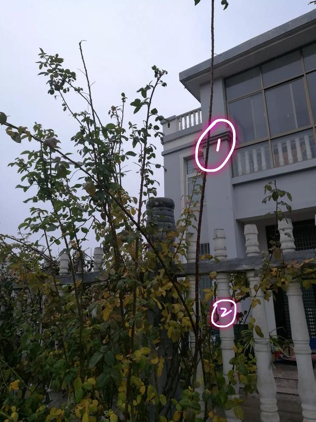 藤本月季冬季修剪时间及方法,藤本月季冬季如何修剪枝