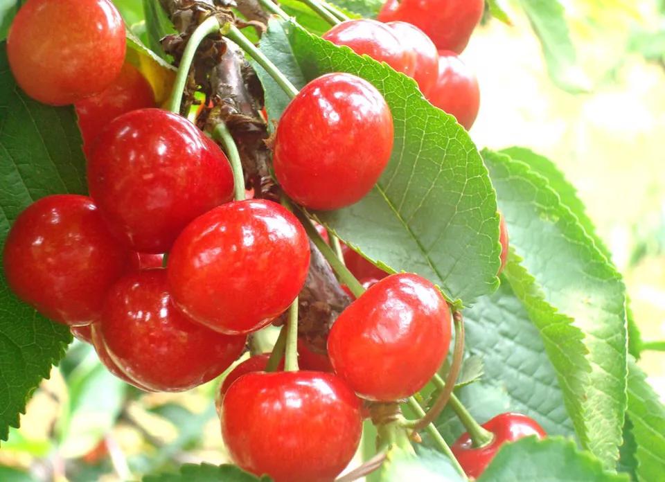 樱桃缺钙是什么情况,大樱桃补钙过多会怎么样