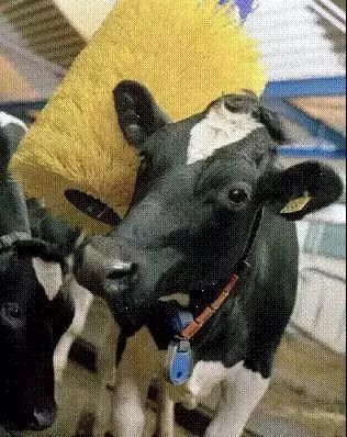 选择奶牛注意事项,提高奶牛舒适度的管理技巧