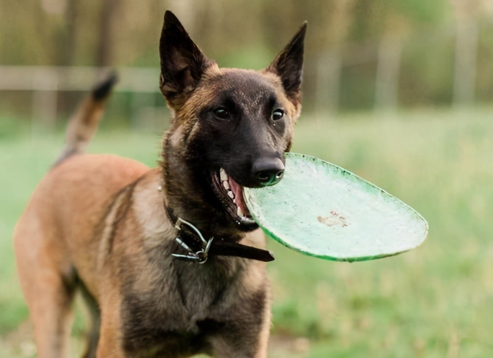 马犬和德牧杂交的后代好看吗,马犬凭什么叫板德牧一哥