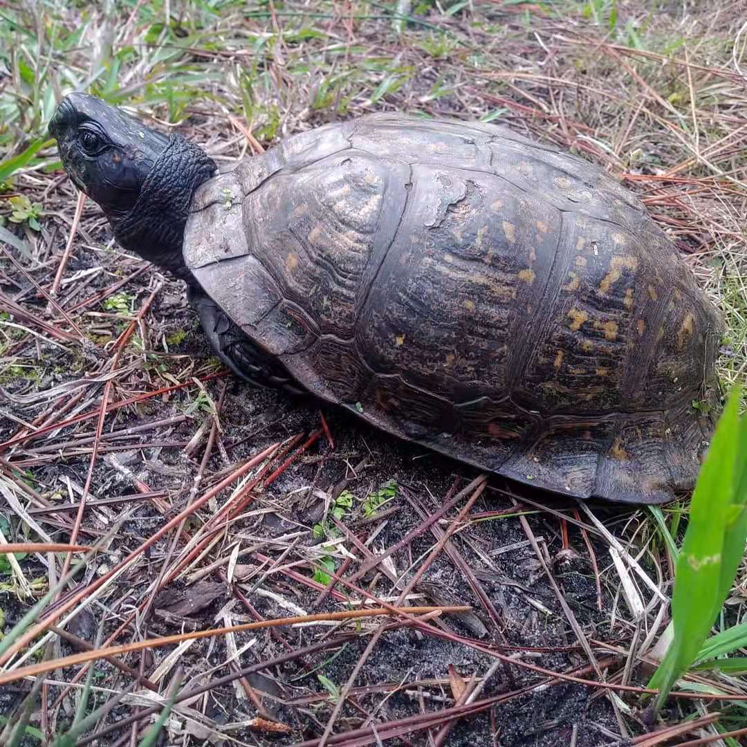 黄缘闭壳龟和东部箱龟谁的成体大,黄缘和箱龟哪个互动性更好
