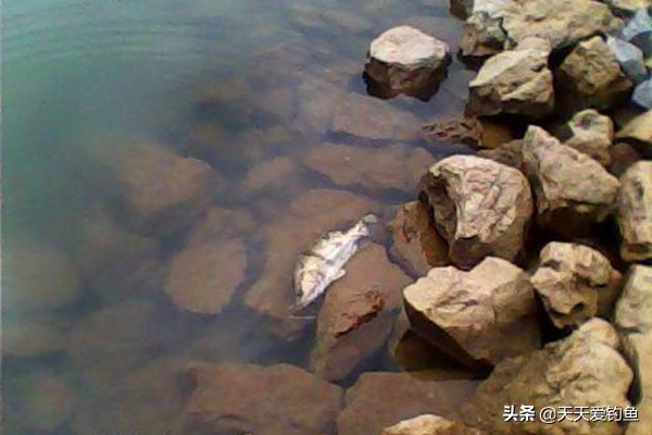 鳜鱼最佳手竿钓法怎么钓,冬天手竿钓鳜鱼的最佳方法