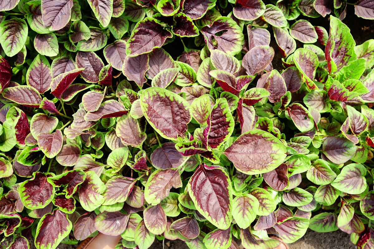 衣服染上菜叶色怎么洗掉,衣服上的苋菜汁怎么去除