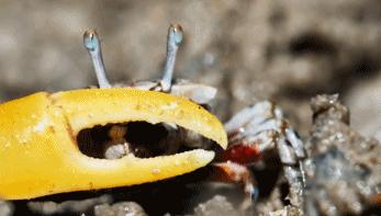 9.9恋爱游戏,9.9分恋爱番