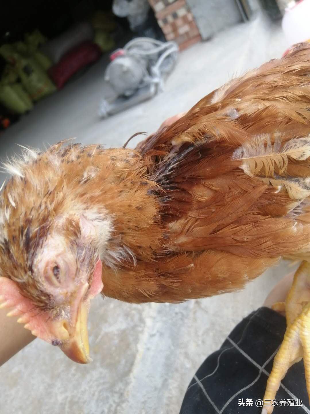 鸡眼睛水肿睁不开会死吗,鸡眼睛睁不开口里有粘液怎么治疗