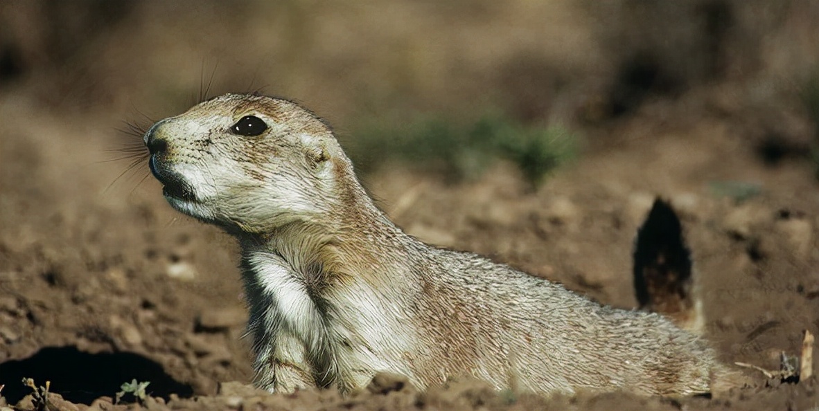 养土拨鼠会出现什么问题,土拨鼠可以养吗犯法吗