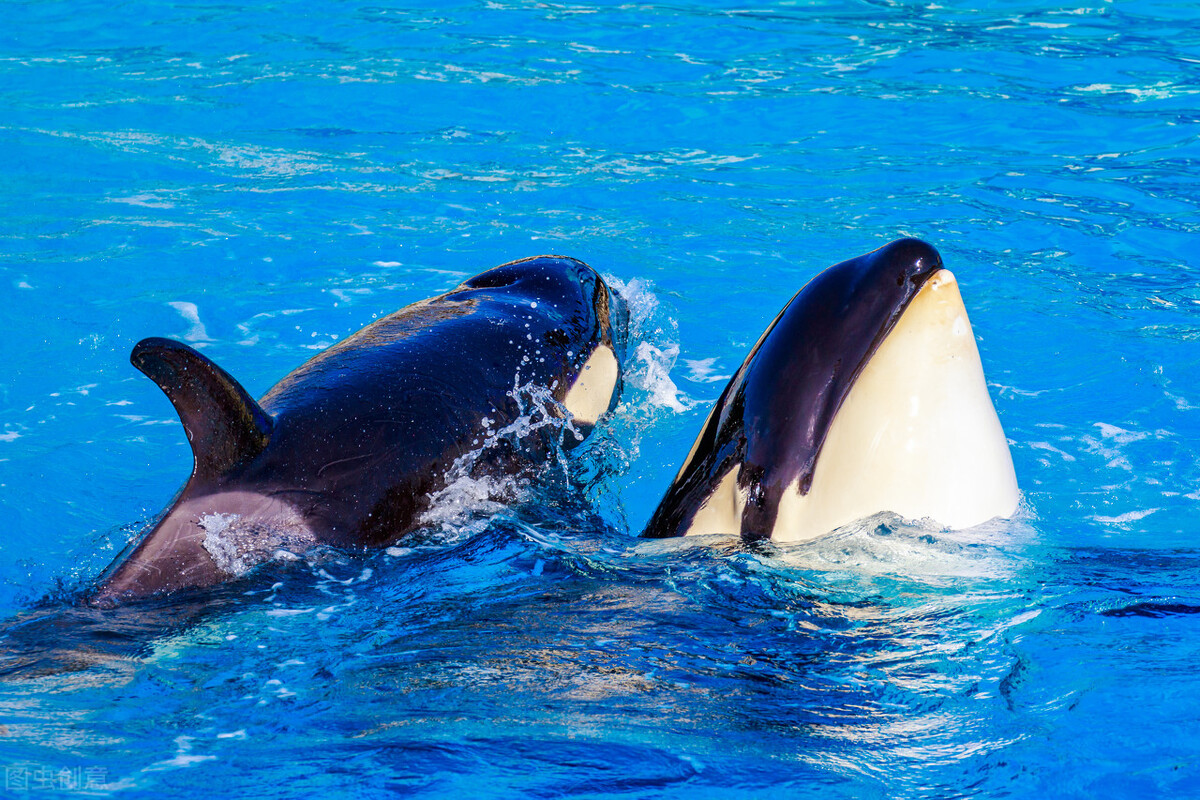 海洋杀手虎鲨完整视频,海洋馆里的虎鲸杀死大白鲨