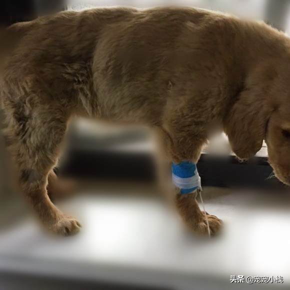 1500元金毛,1500元金毛治疗费用