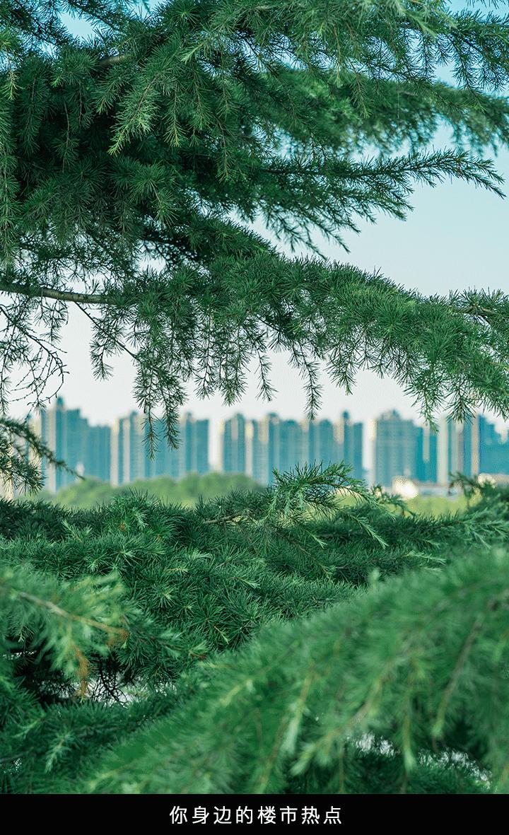 30+公园在路上，荆州又要“补绿”了