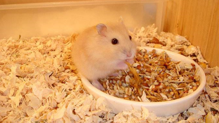 布丁仓鼠激萌时刻,布丁仓鼠萌宠