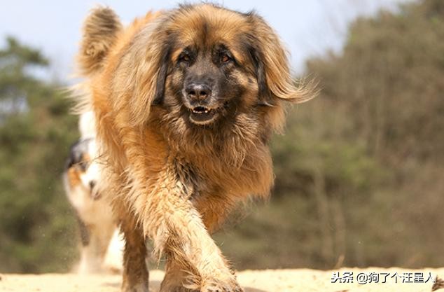 带狗狗散步为什么一直哼唧唧,狗狗散步的时候走得慢怎么回事