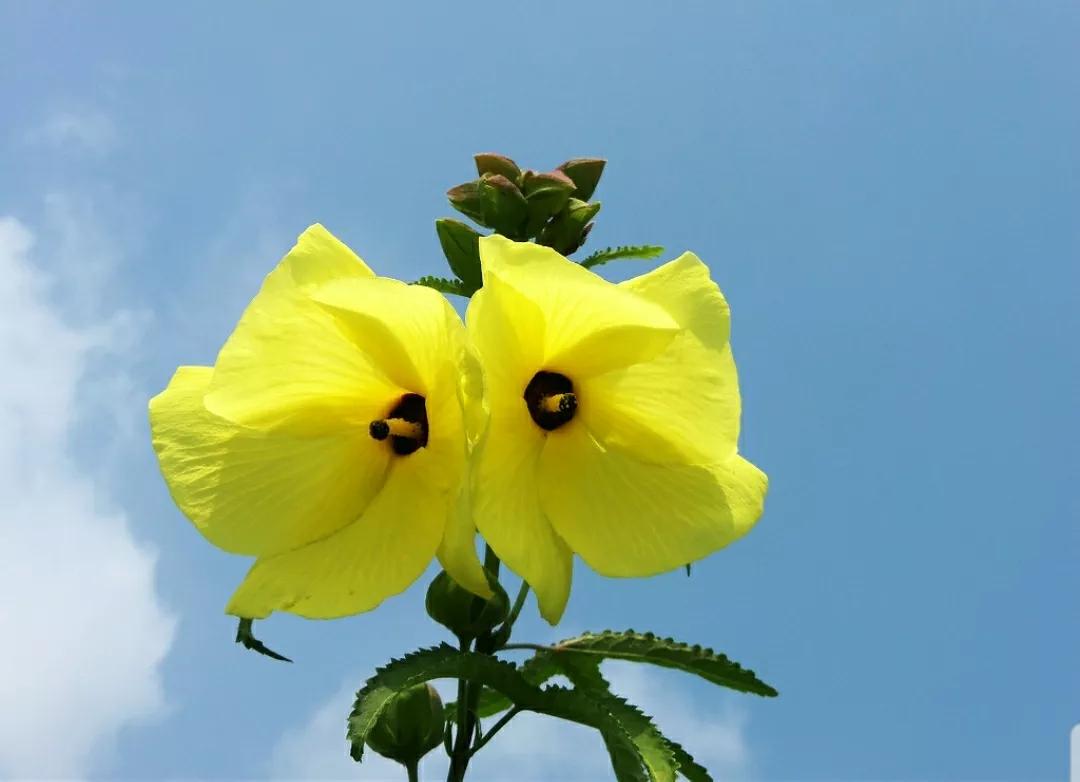 芳踪难觅濒危花！清新治愈篇：沙漠高原是吾家，豹子花的春天来了