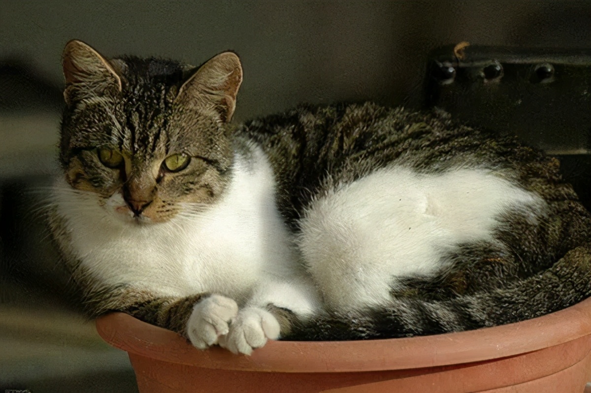 猫咪不在猫砂盆上大便怎么办,猫咪不在猫砂盆里大便怎么纠正