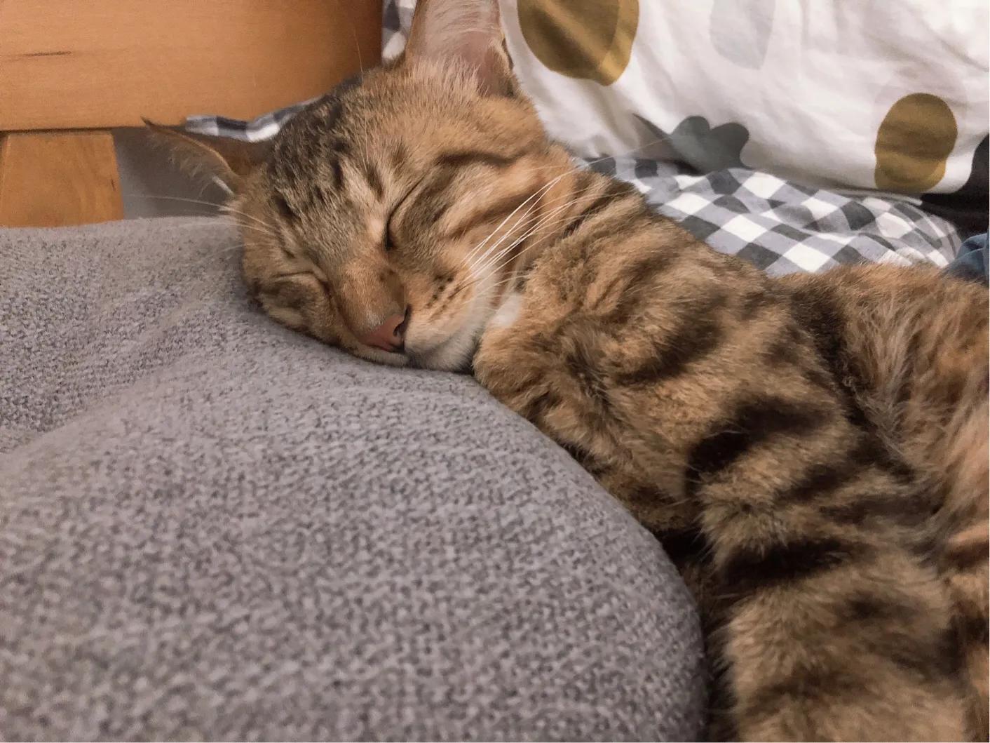 猫咪绝育后去新主人家,猫咪绝育后家里需要消毒吗