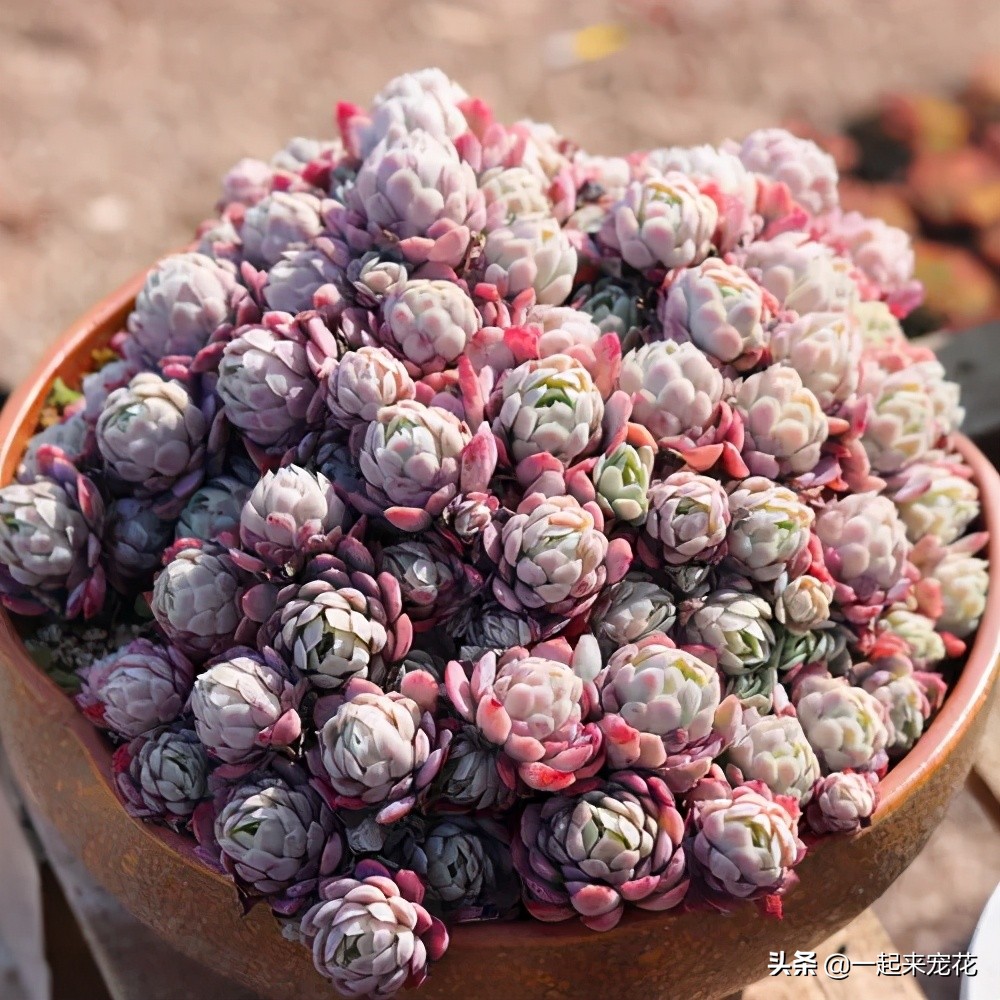 多肉冰梅老桩养殖方法,夏季冰梅多肉怎么养