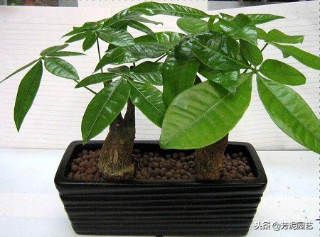 发财树出现白斑怎么解决,发财树有白斑是怎么回事