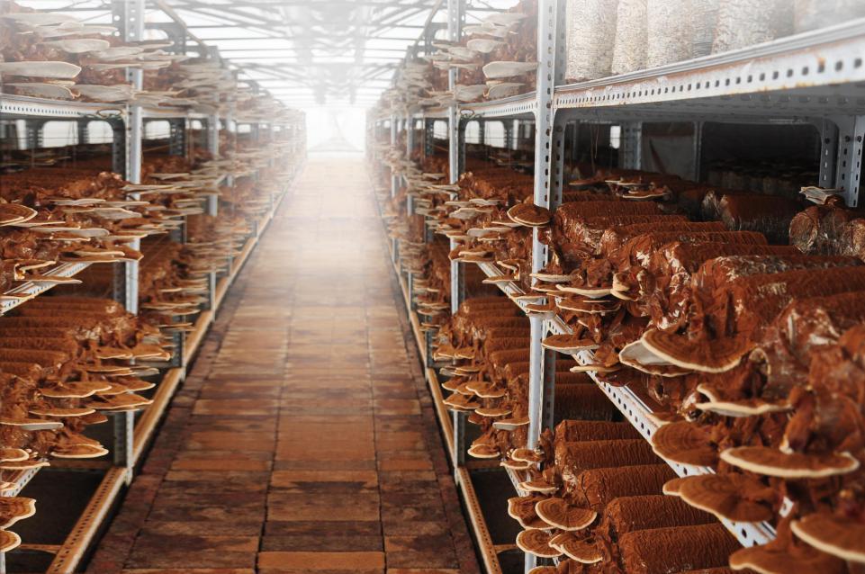 广西柳州旅游景点大全排名,柳州市a级景区