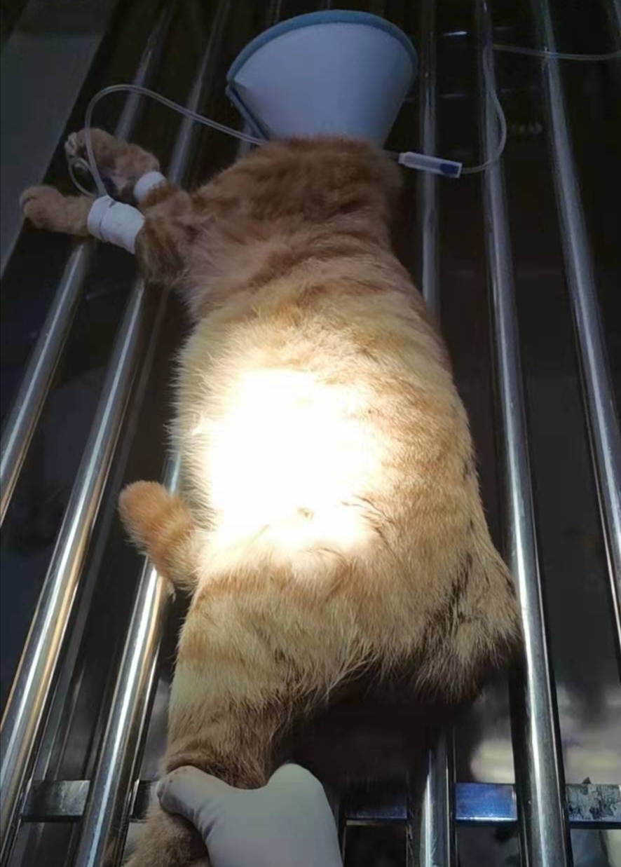 猫咪动手术大概费用,宠物猫手术多少钱一次