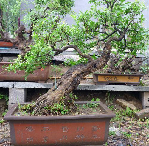 果树盆景院子,果树盆景种