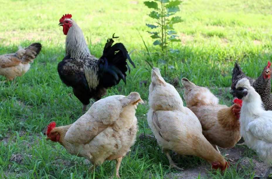 鸡输卵管炎治疗,蛋鸡如何预防输卵管炎