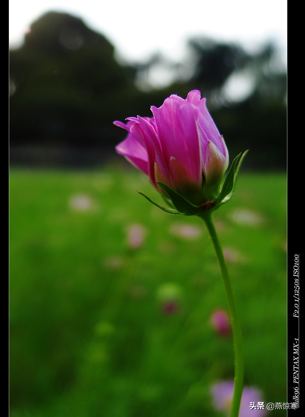 理光镜头和宾得通用吗,宾得理光图片大全