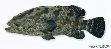 潮汕海鲜大全带图片,十大最好海鲜鱼