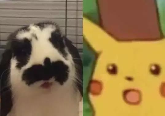 养一只猫结果养了一窝,网友养了两只兔子