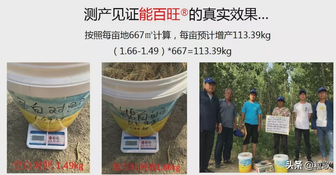 高产小麦示范田的标准及管理,能百旺在作物上一年使用几次