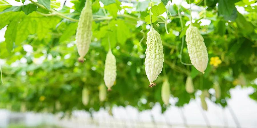 儿童画国画苦瓜的画法,儿童画教程植物