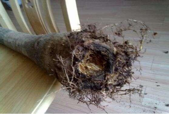 盆里加上“黄金豆”，叶片油亮亮，烂根黄叶都没有，发财树真好养