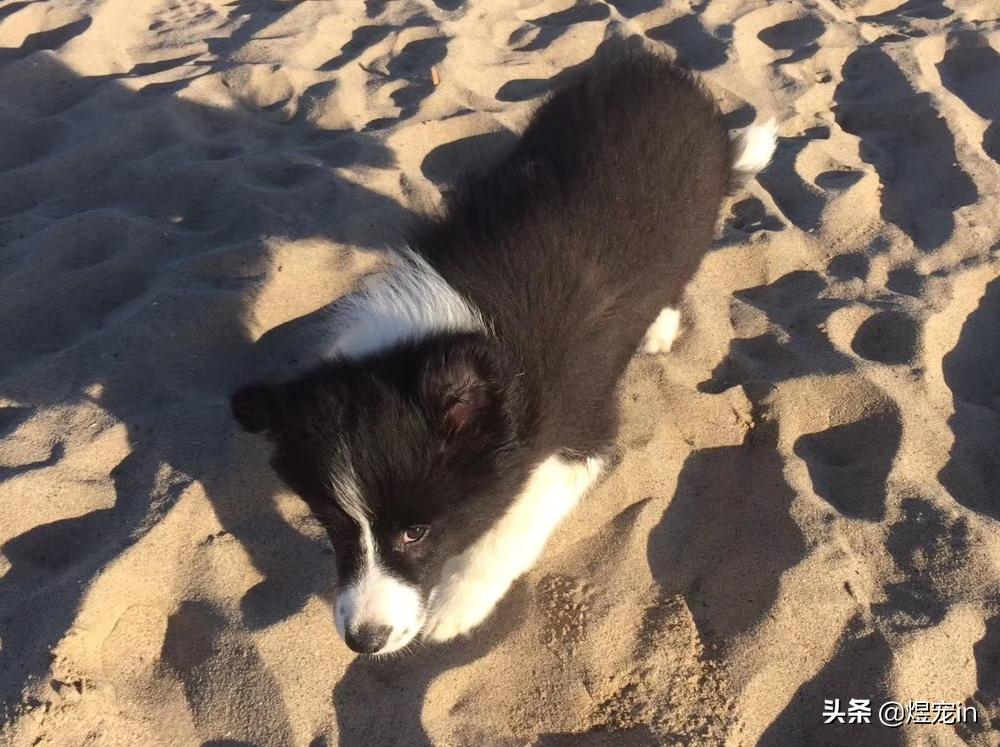 边牧肚子抓红了有疙瘩,边牧肚子长红疹子怎么治疗