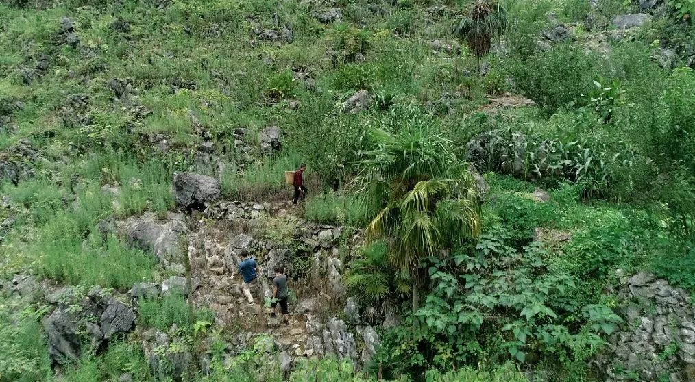 致富经：一株草要价上百万？兰花让我一夜暴富