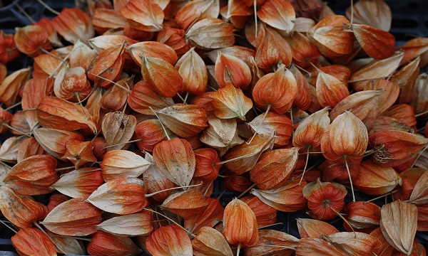 绥化的特产有哪些,绥化特产有哪些好带的食物