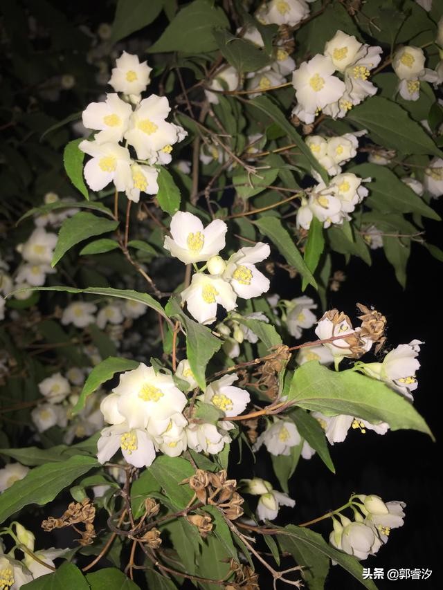 中医治白血病有多少成功案例,白血病治愈老中医