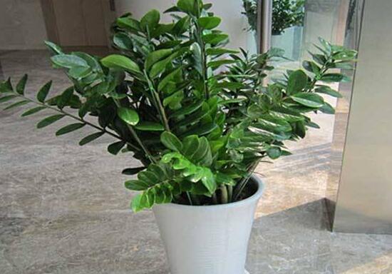 金钱树烂根了怎么急救,金钱树烂根以后怎么补救