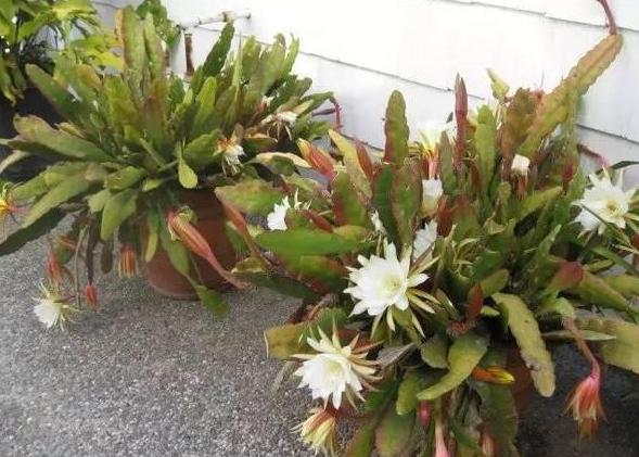 花卉掉花苞解决方法,室内花卉盆栽死了怎么办