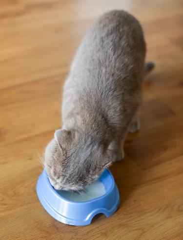 猫咪经常喝水是什么原因,猫咪突然不吃饭也不喝水怎么回事